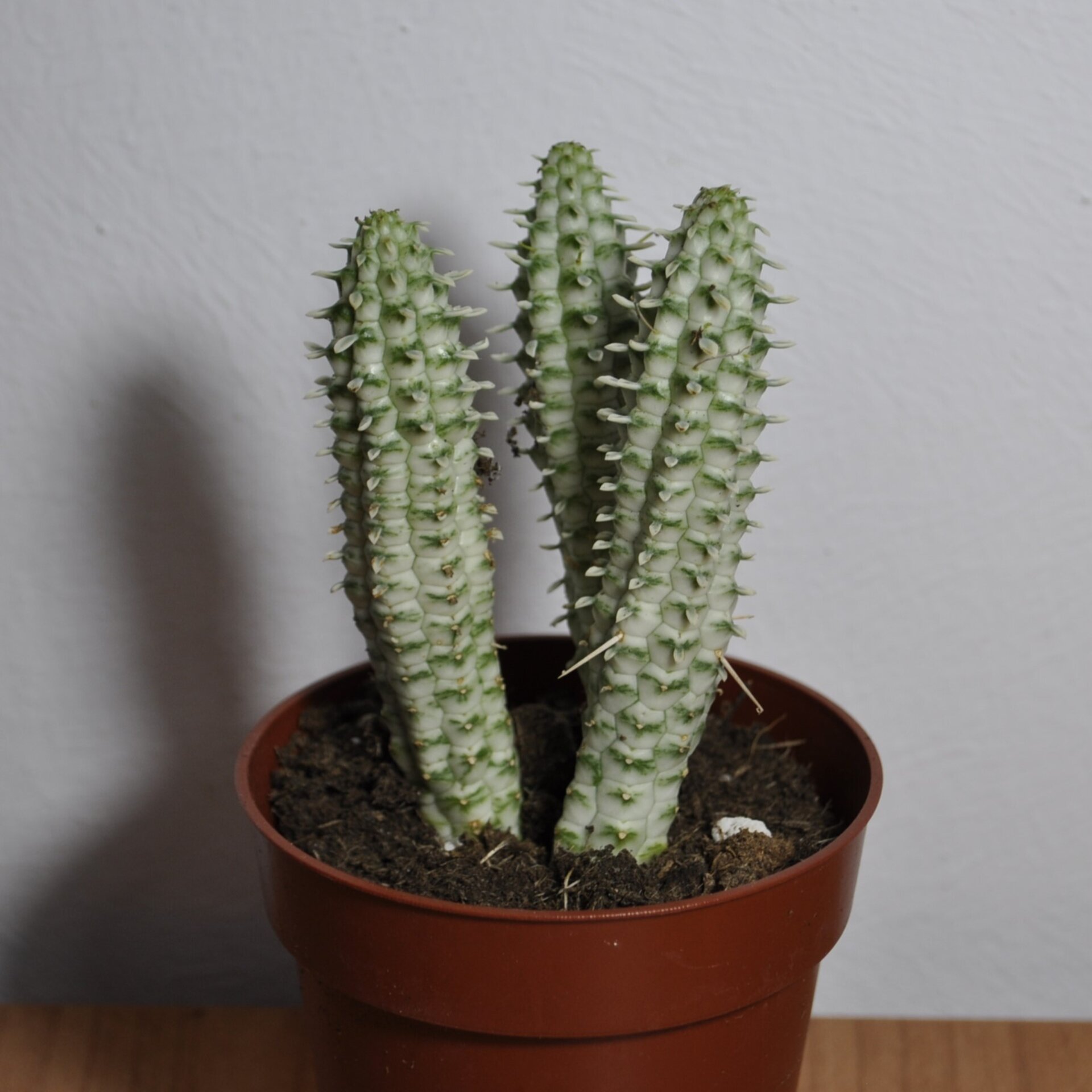 Euphorbia mammillaris Variegata (mazorca de maíz variegada) - 4