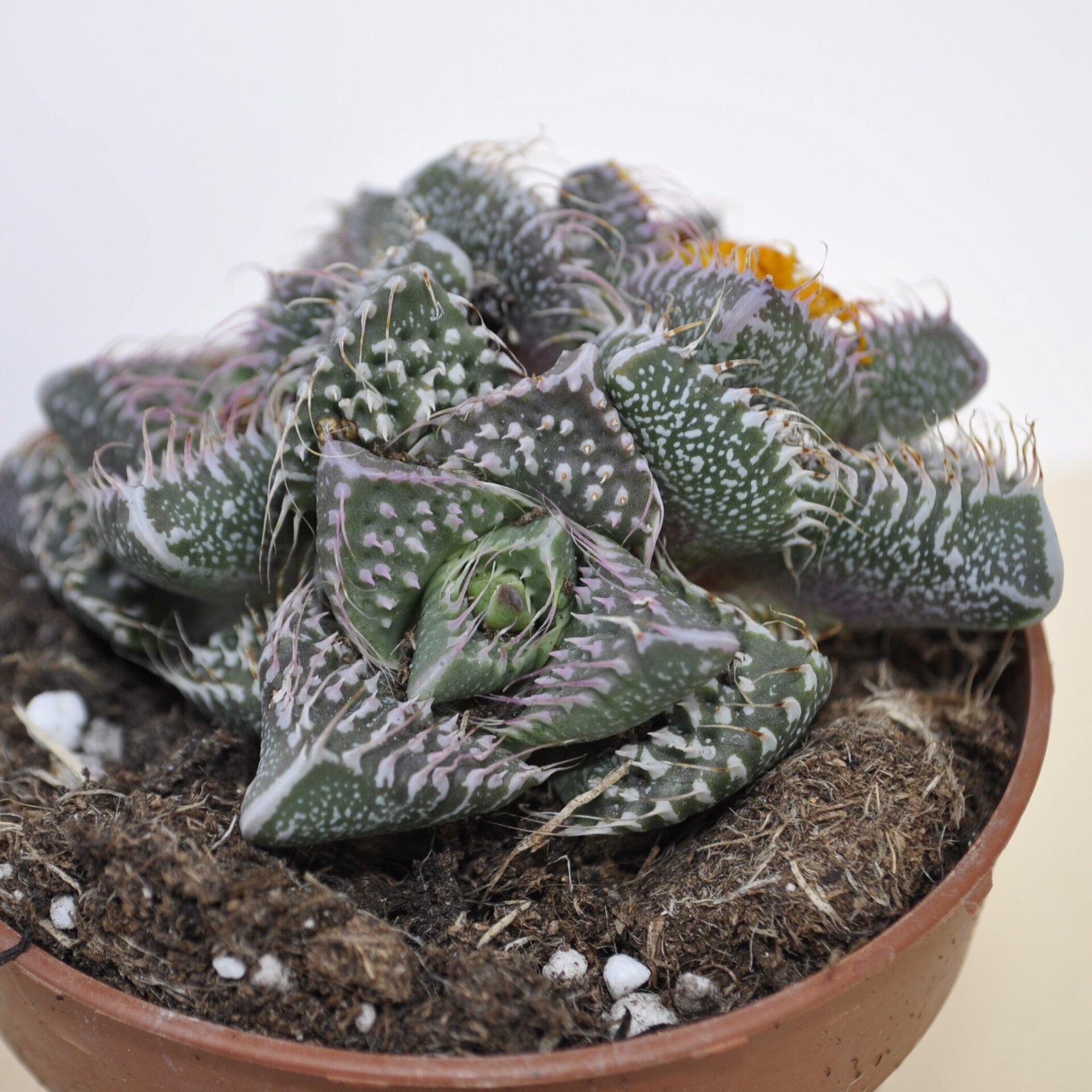Faucaria tuberculosa Pink Selection (faucaria Selección Rosa) - 2