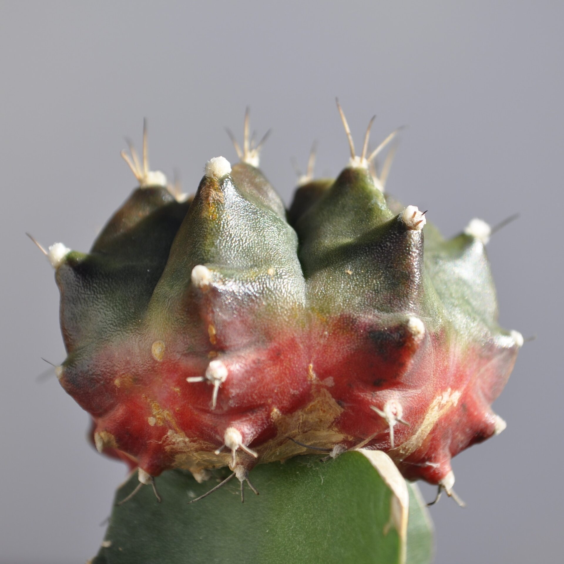 Gymnocalycium mihanovichii injertado - tricolor (verde-lila-rojo) - 7
