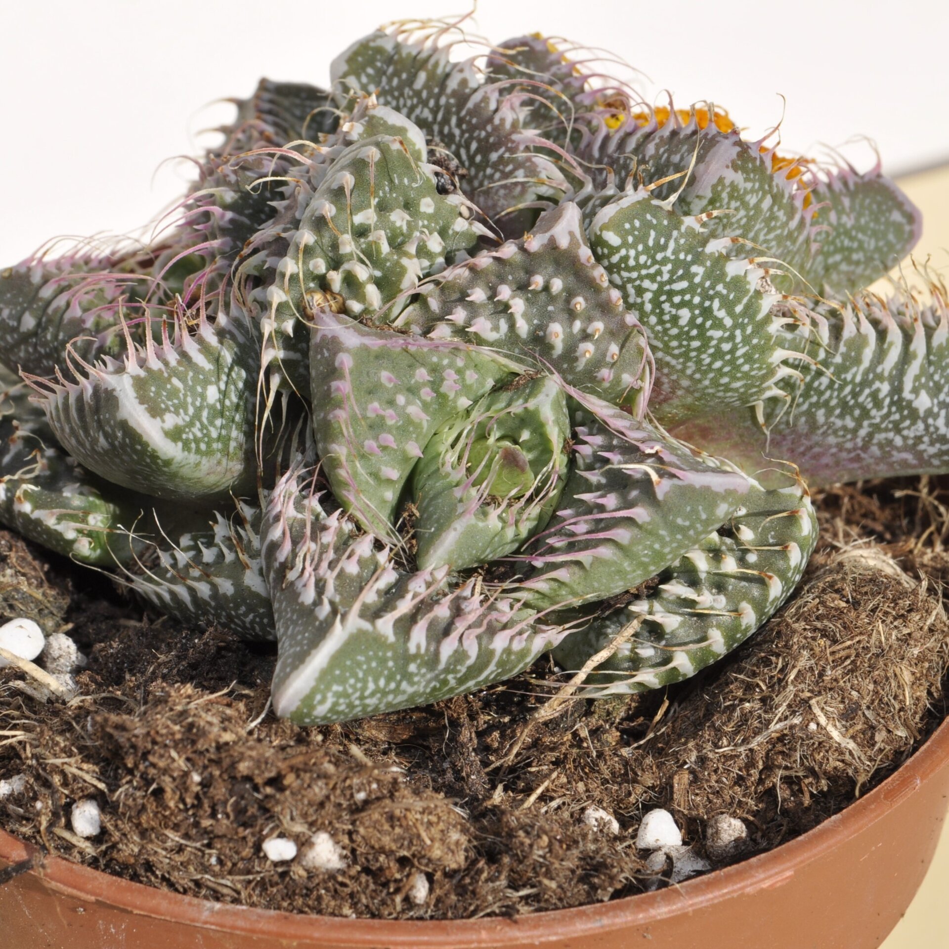 Faucaria tuberculosa Pink Selection (faucaria Selección Rosa) - 4