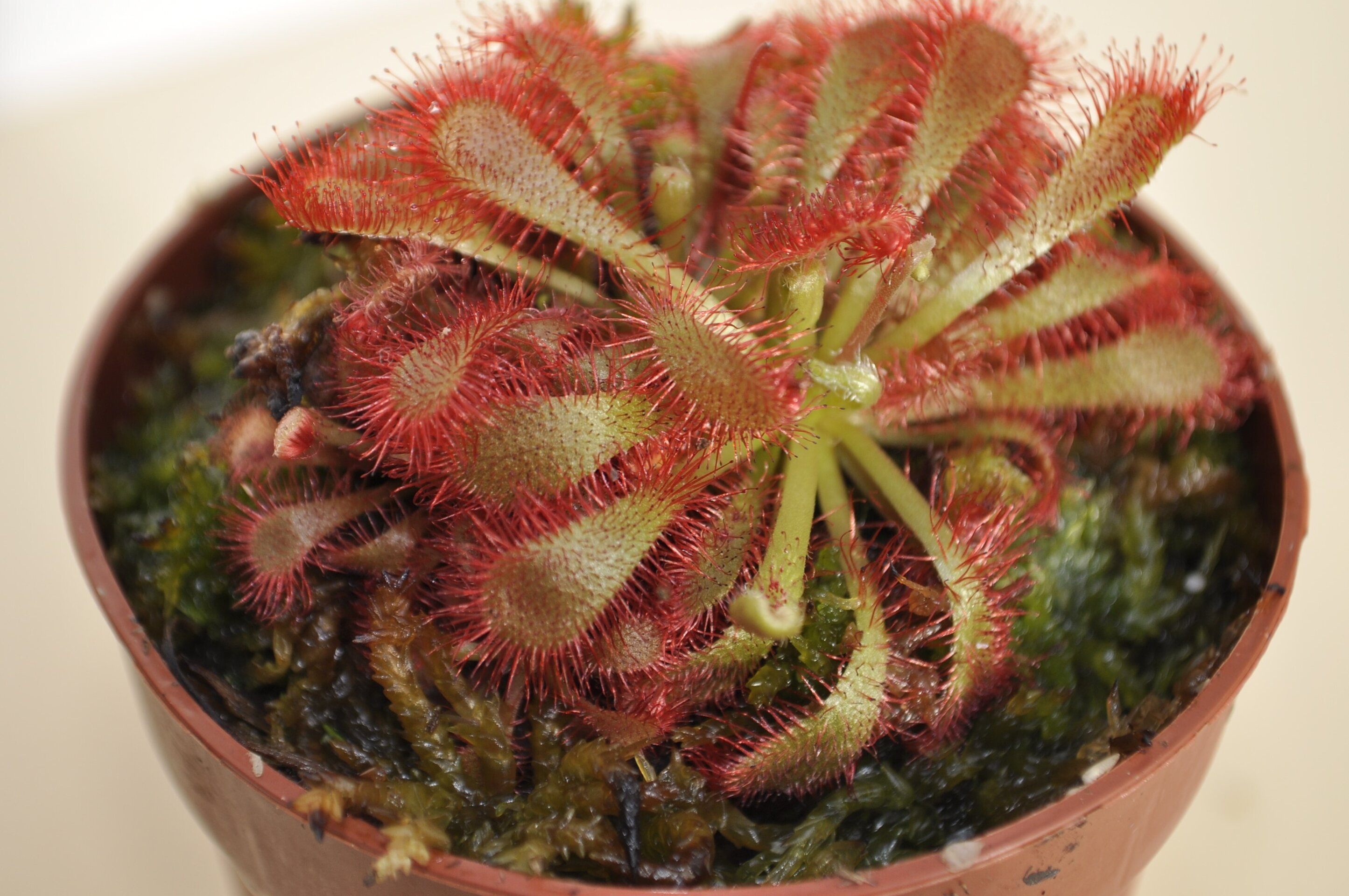 Drosera spathulata var. Lovellae - 2