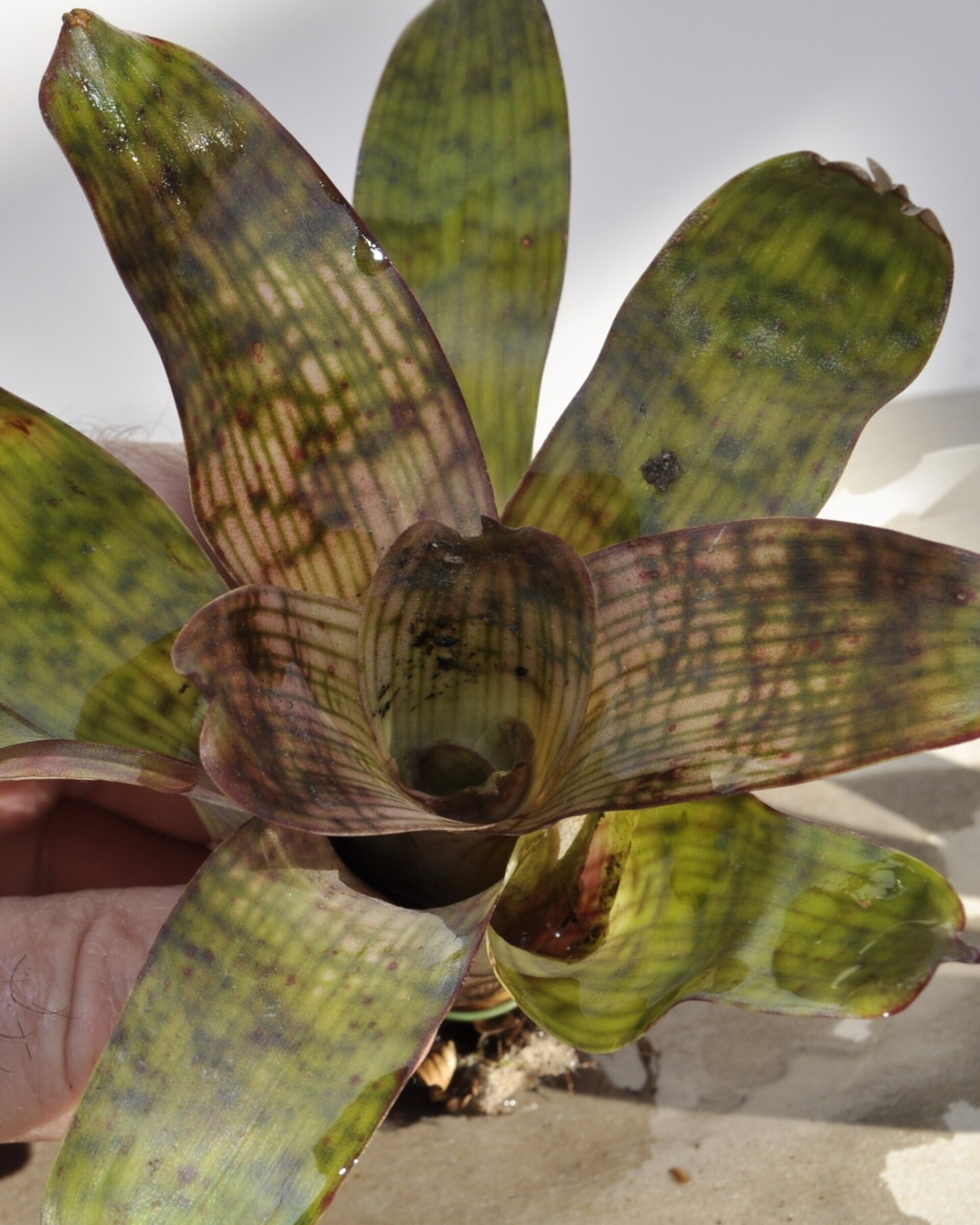 Vriesea gigantea 'Nova' (mini) - 5