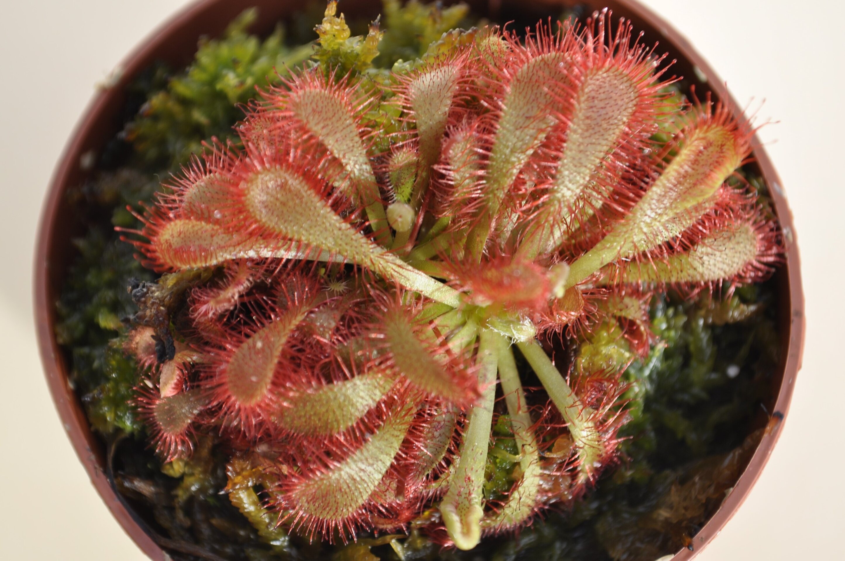 Drosera spathulata var. Lovellae - 3