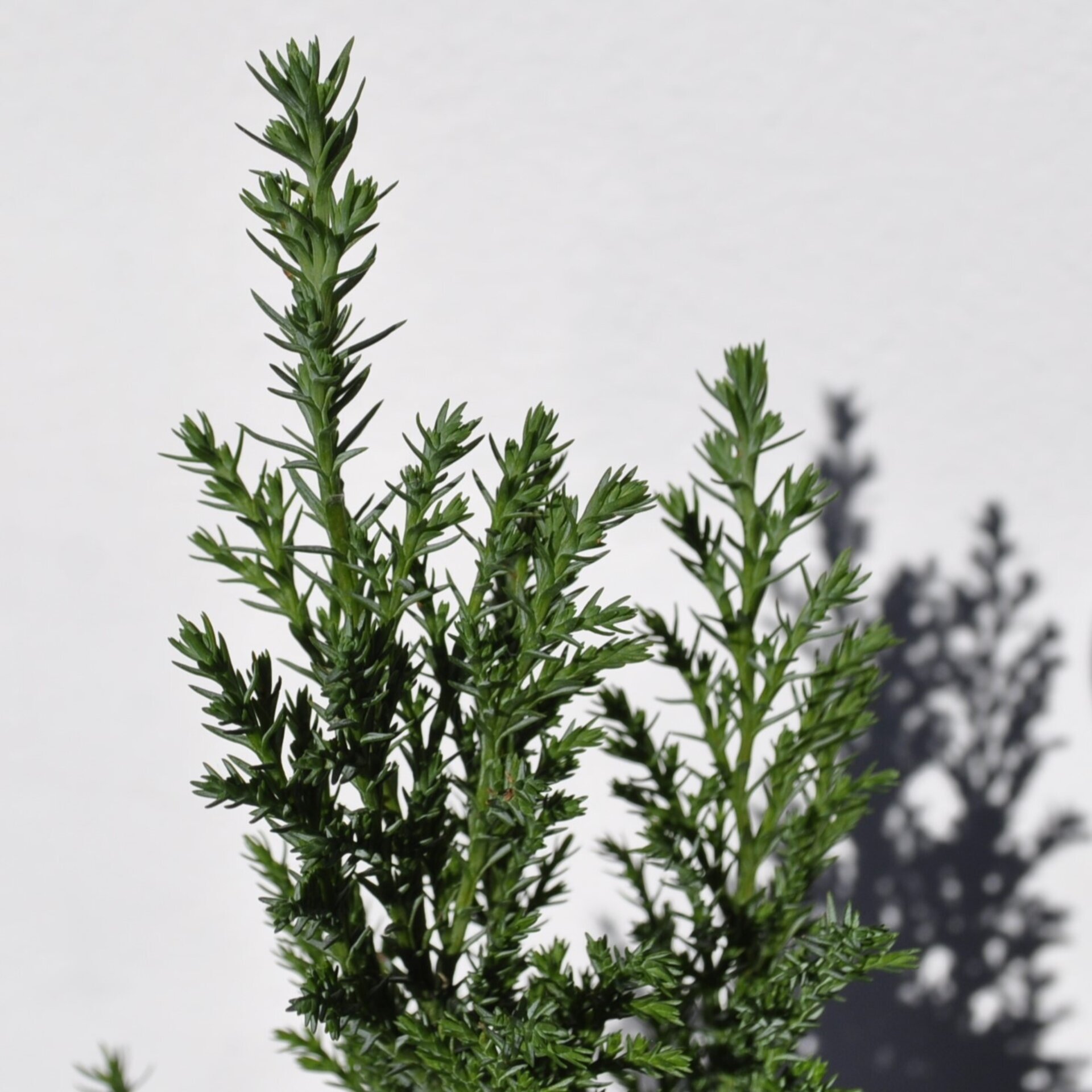 Chamaecyparis lawsoniana Ellwoodii (falso ciprés de Lawson) - 5