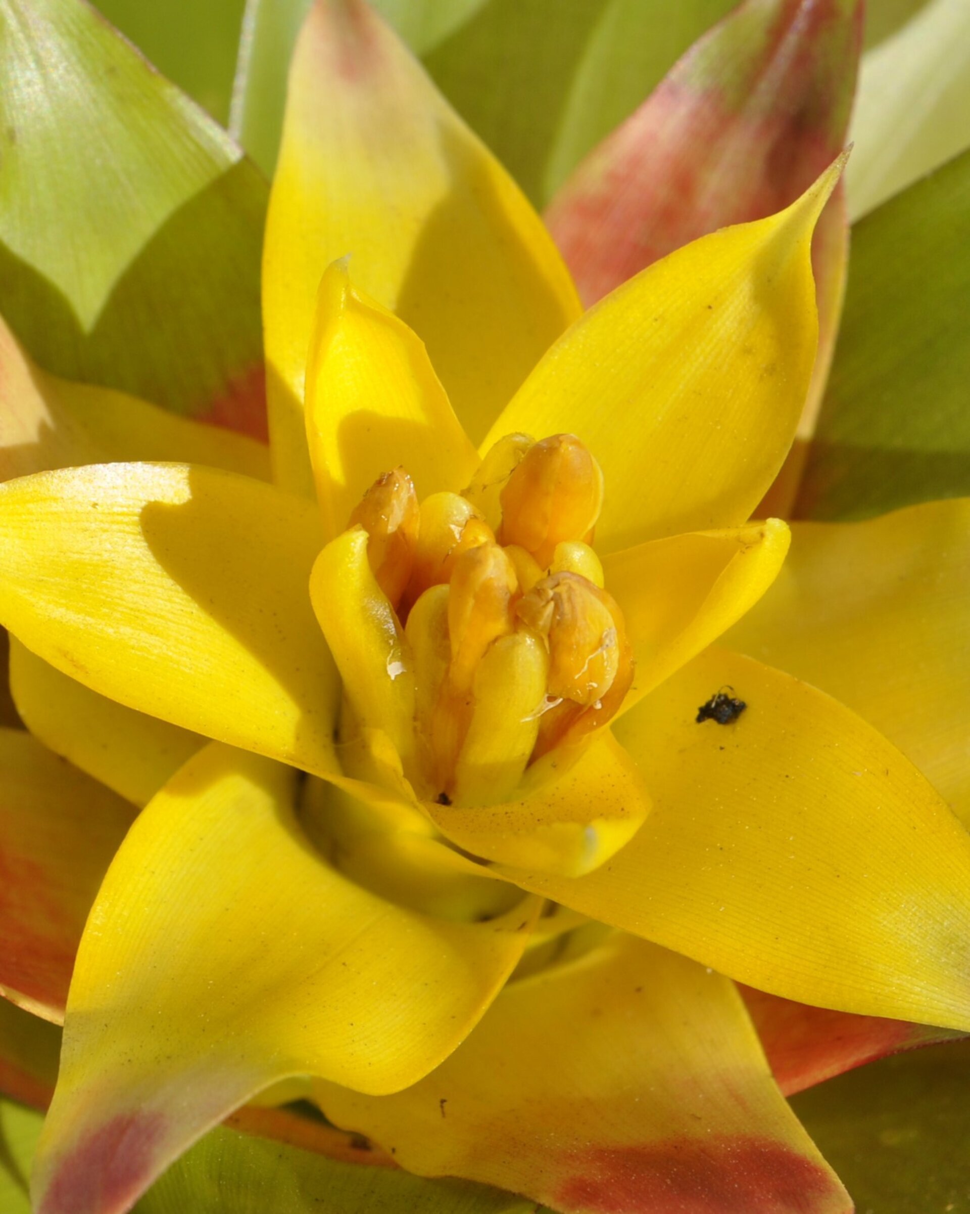 Guzmania 'Mia' (mini) [en flor] - 10