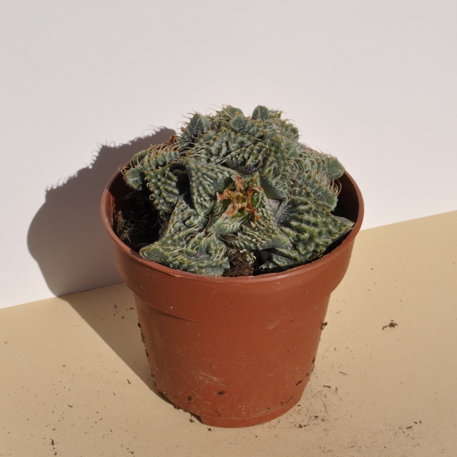 Faucaria tuberculosa Super Warty (faucaria Super Verrugosa) - 4