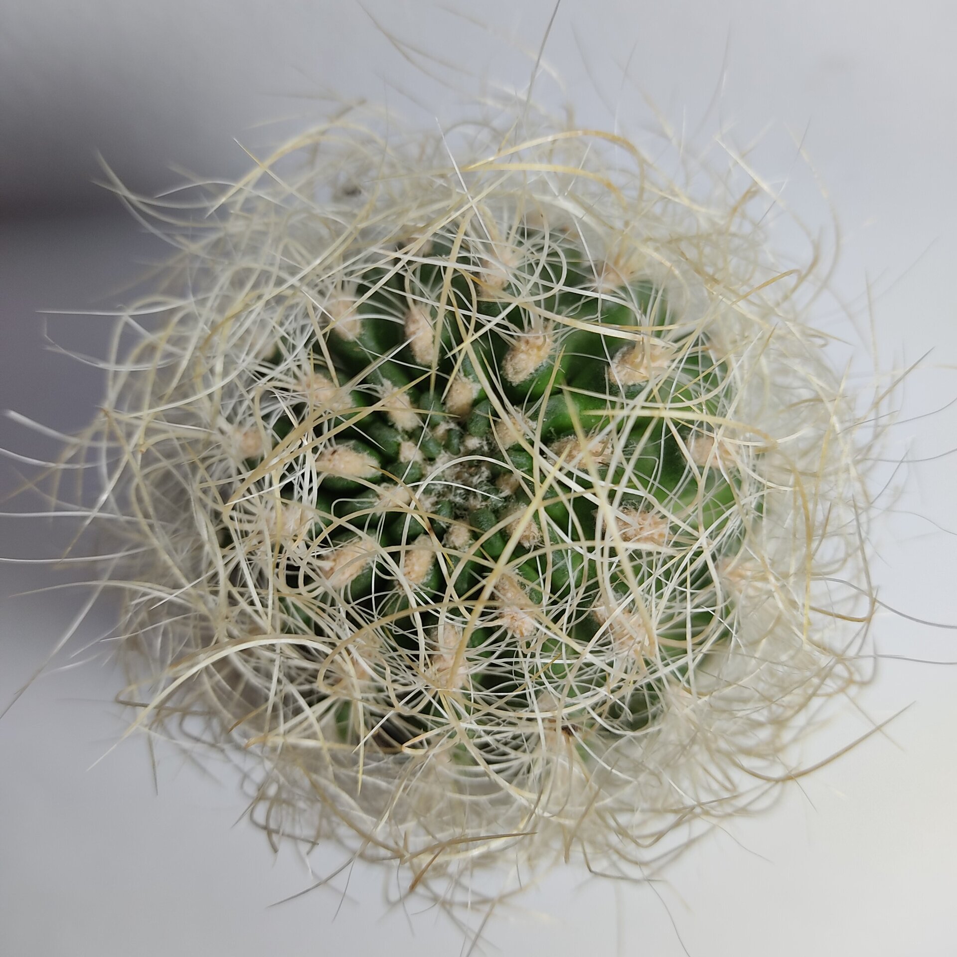 Neoporteria gerocephala (cabeza de anciano) - 4