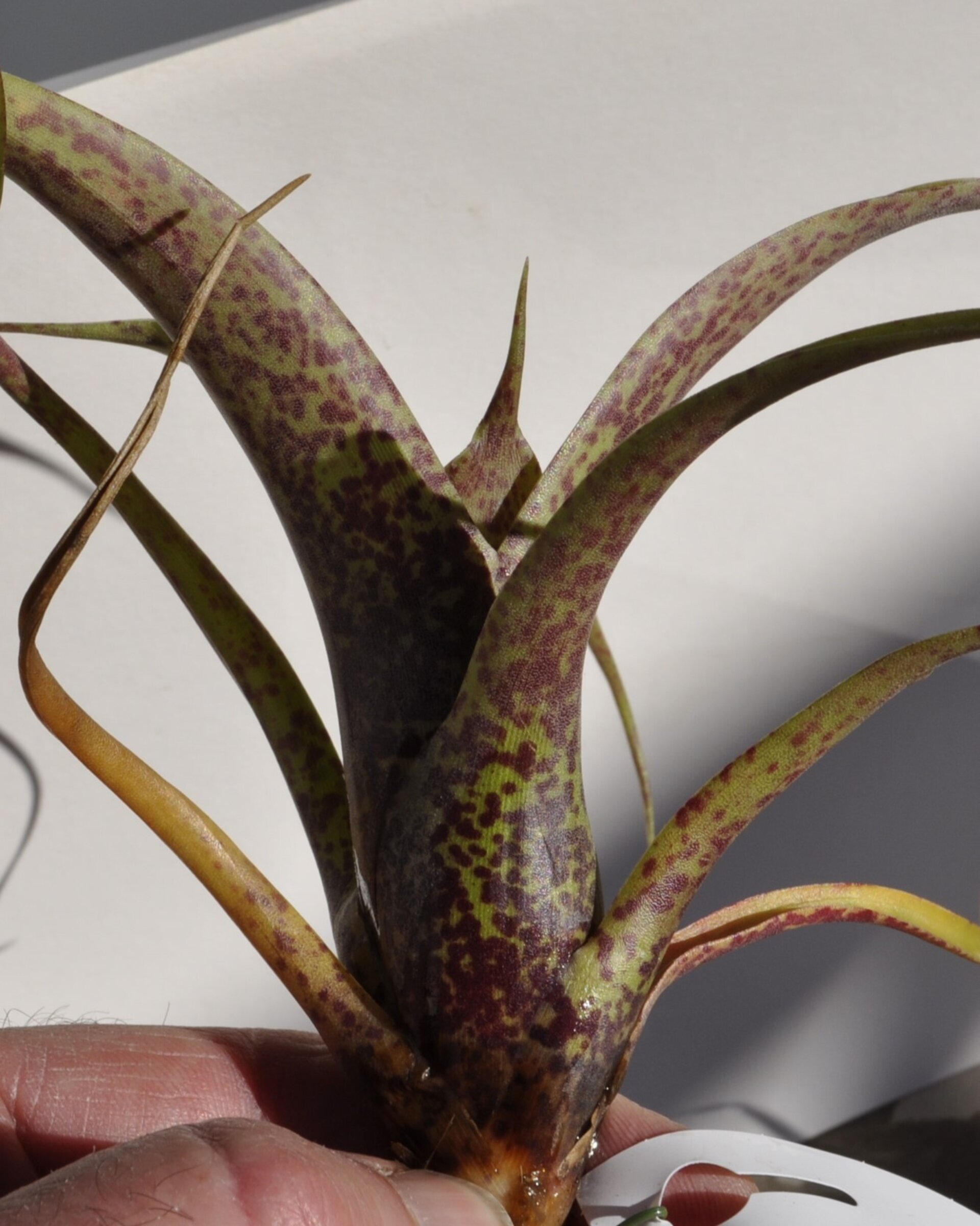 Vriesea saundersii (mini) - 6