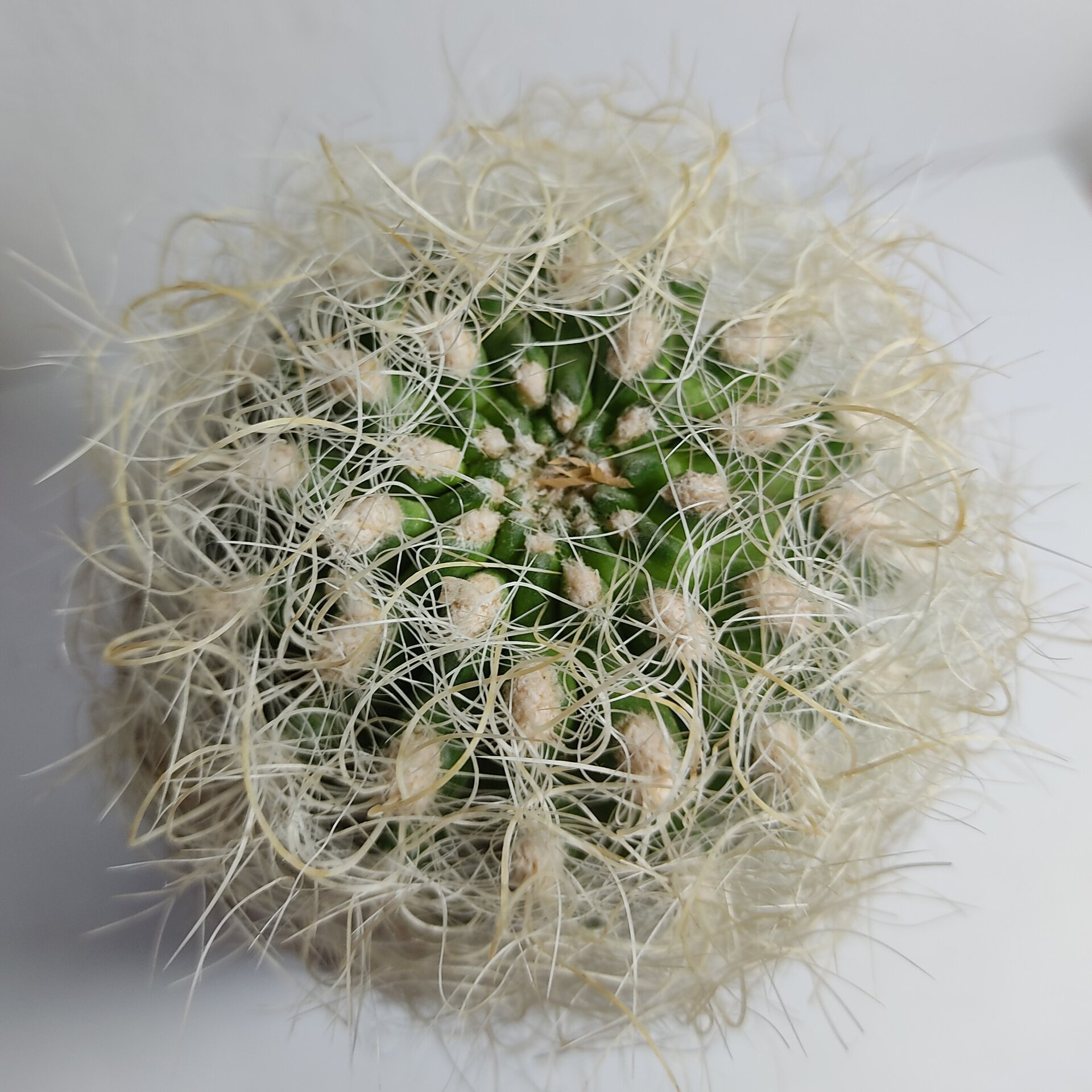 Neoporteria gerocephala (cabeza de anciano) - 2