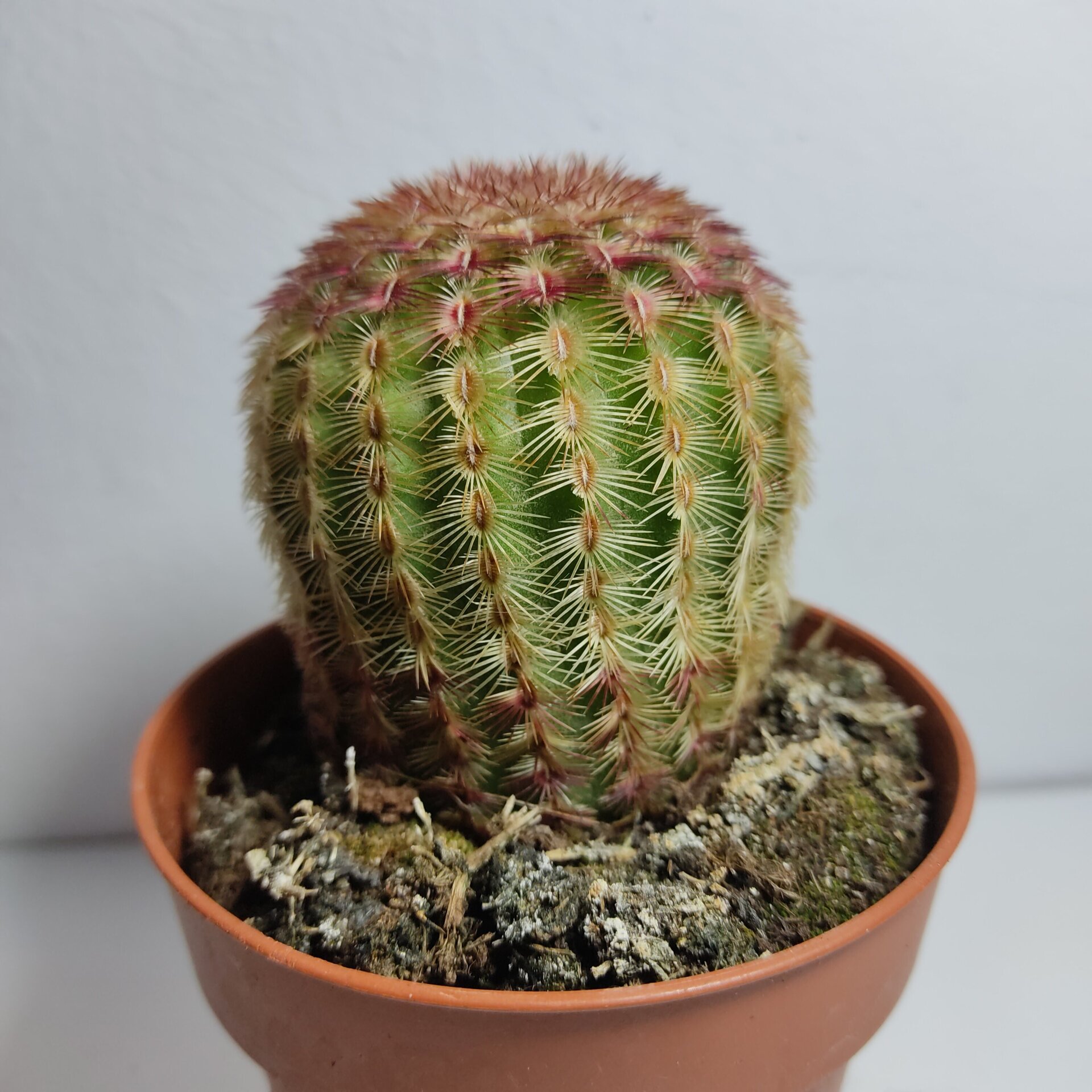 Echinocereus rigidissimus Rubispinus (cactus arcoiris) - 2