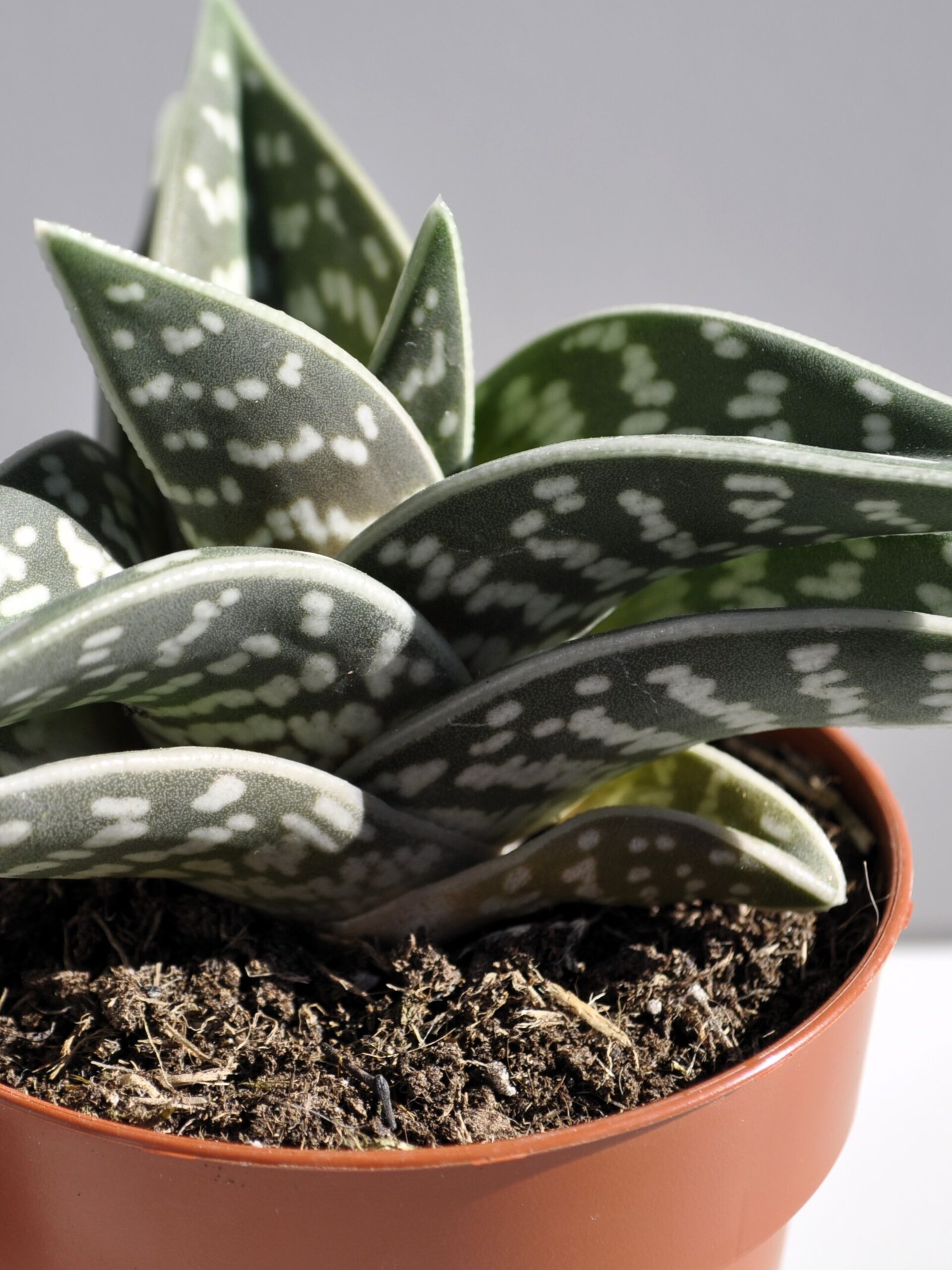 Aloe variegata (aloe pecho de perdiz, aloe tigre) - 4