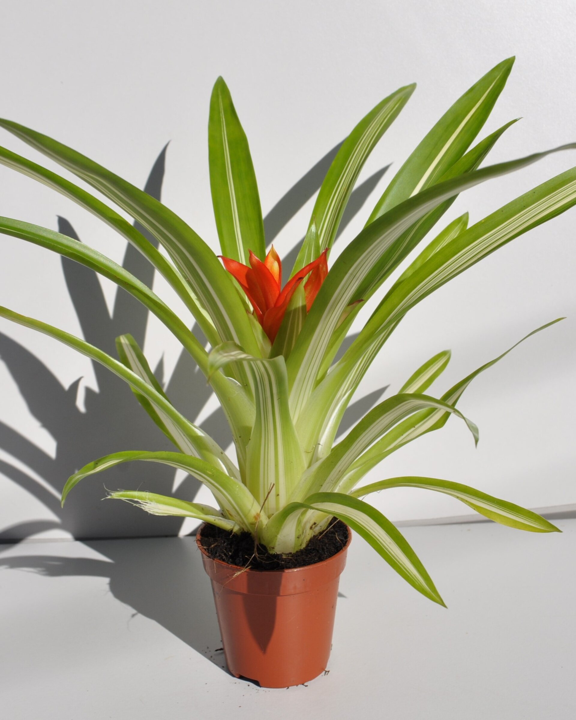 Guzmania 'Ice Cream' (mini) [en flor] - 2