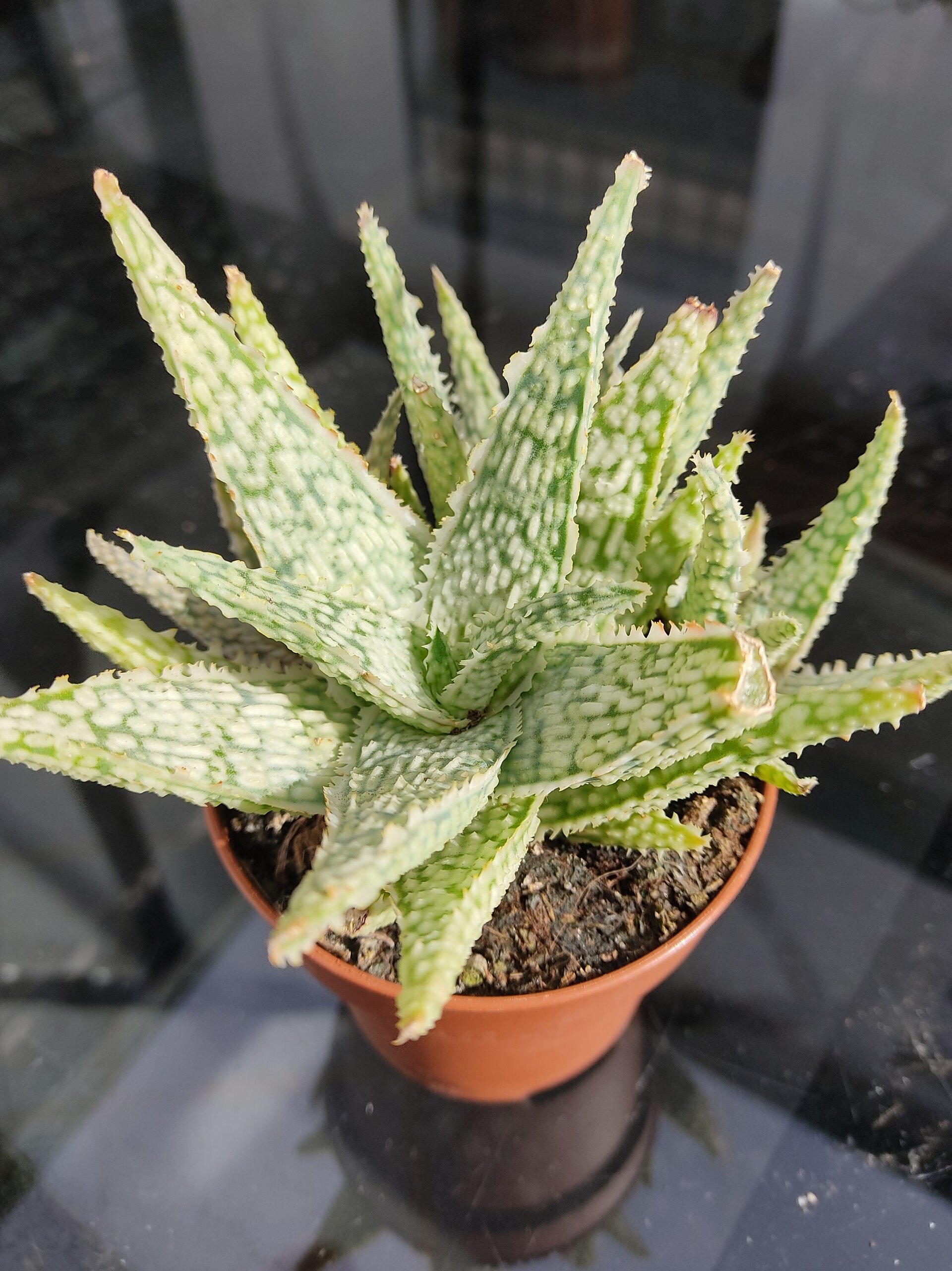 Aloe White Lightning - 5