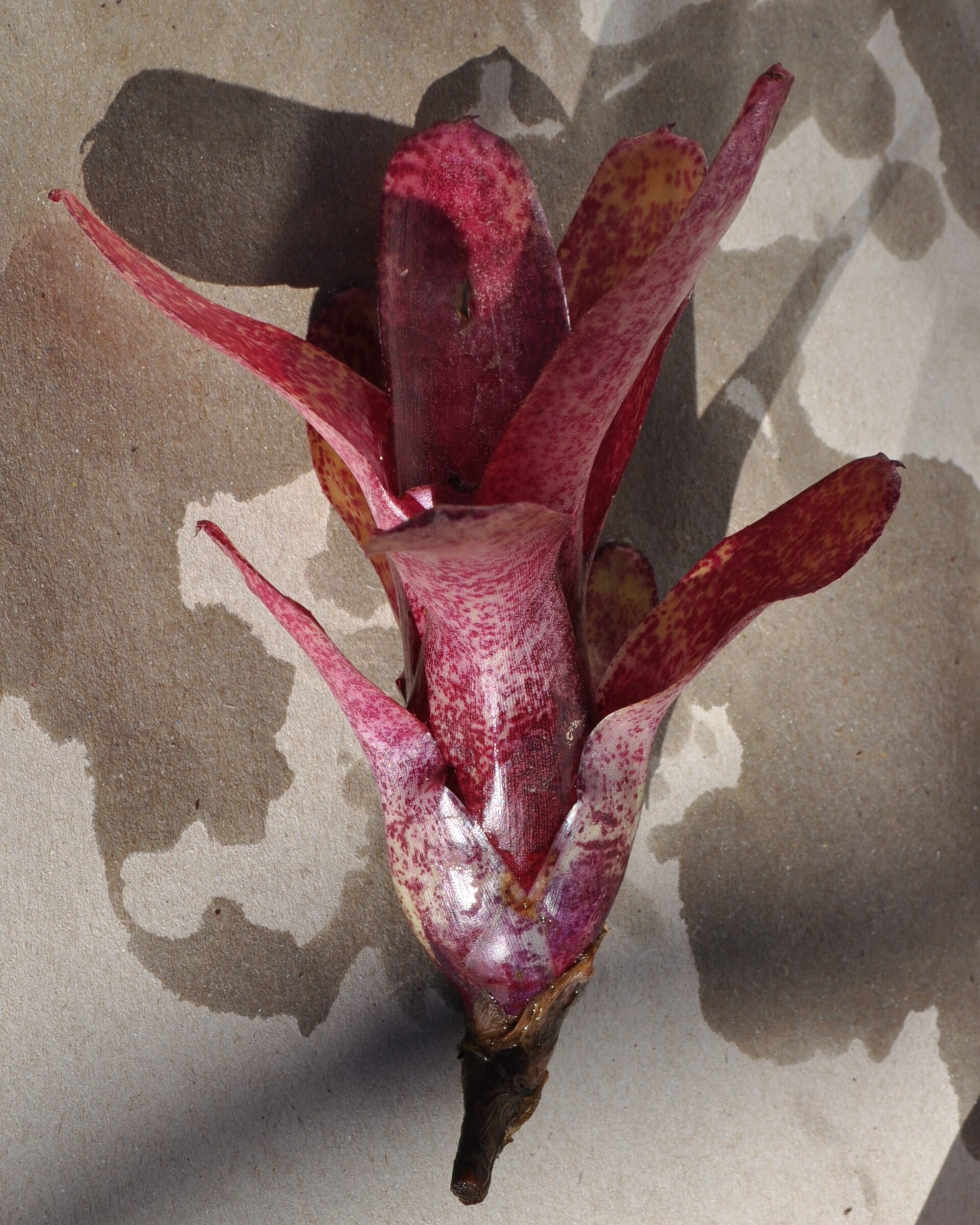Neoregelia 'Red Waif' - 4