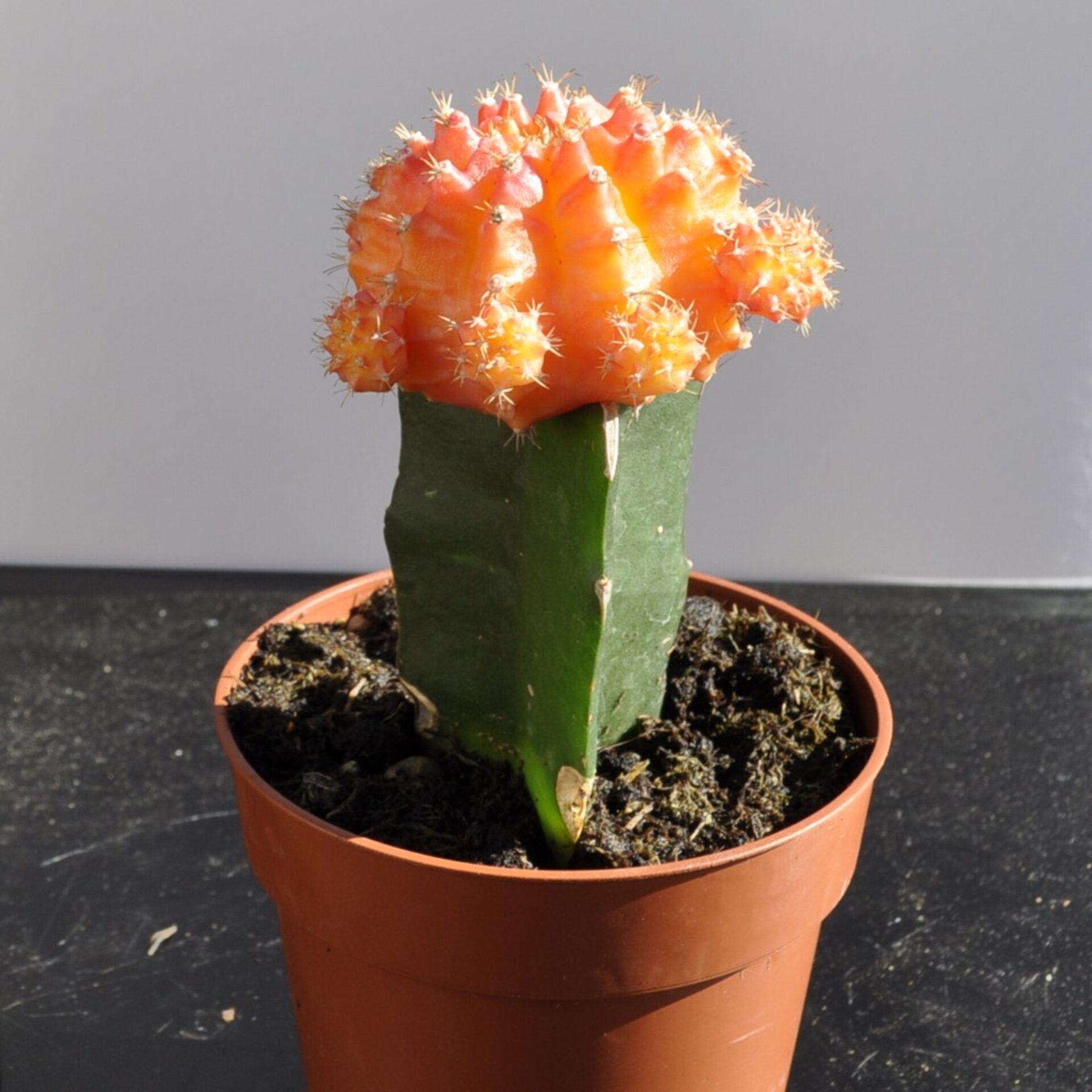 Gymnocalycium mihanovichii injertado - naranja - 3