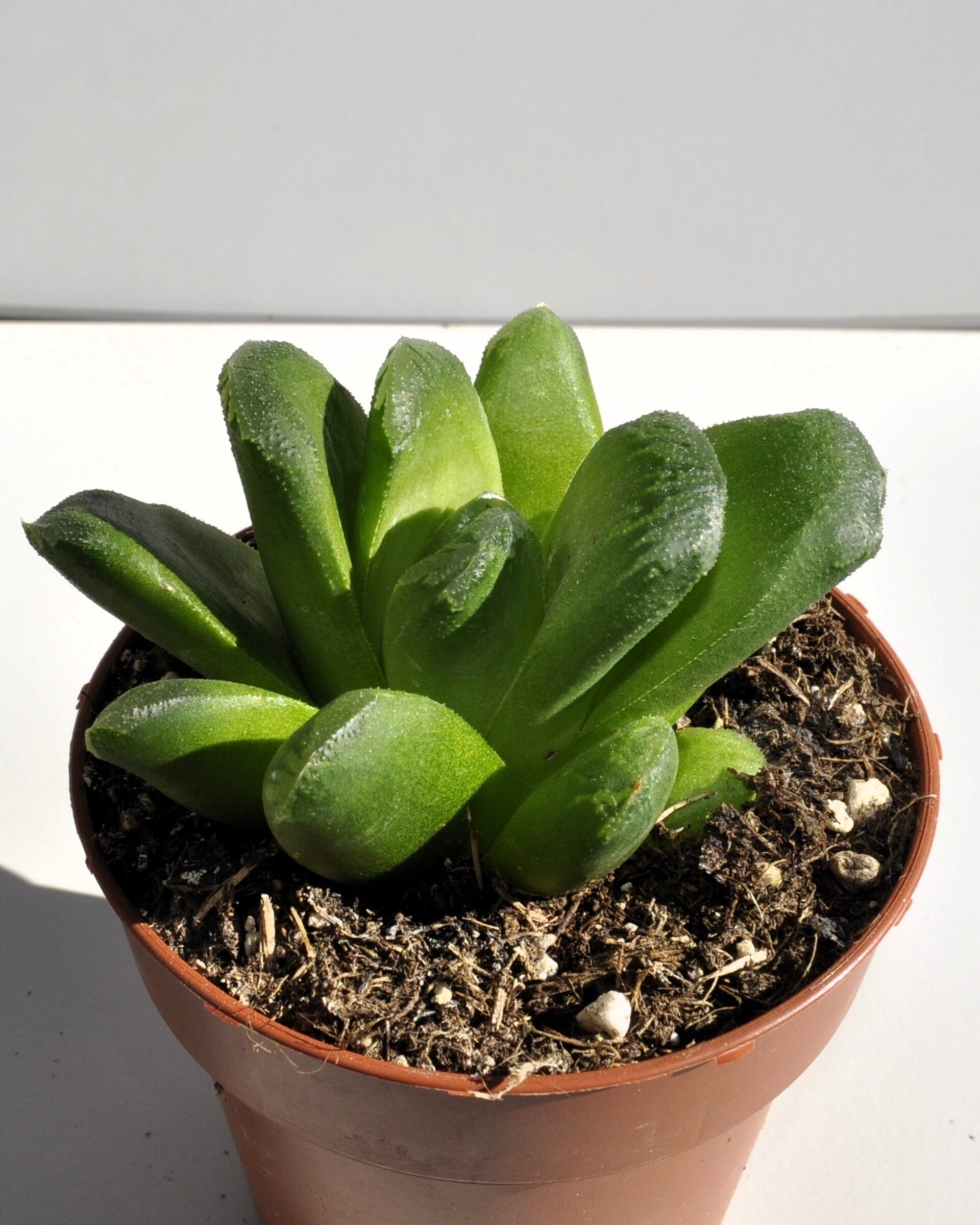 Haworthia cv. Tremenda - 4