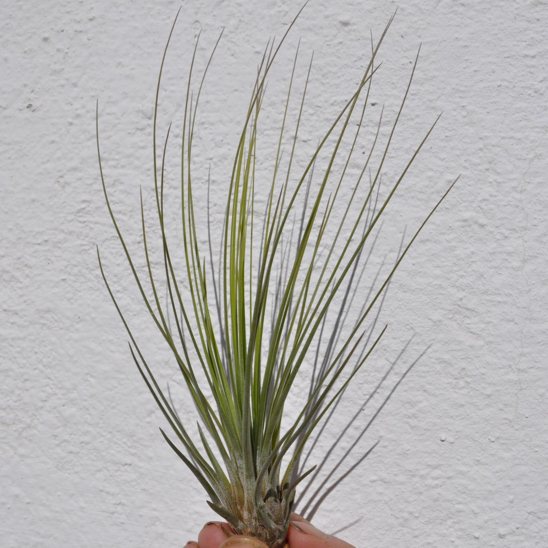 Tillandsia juncifolia - 5