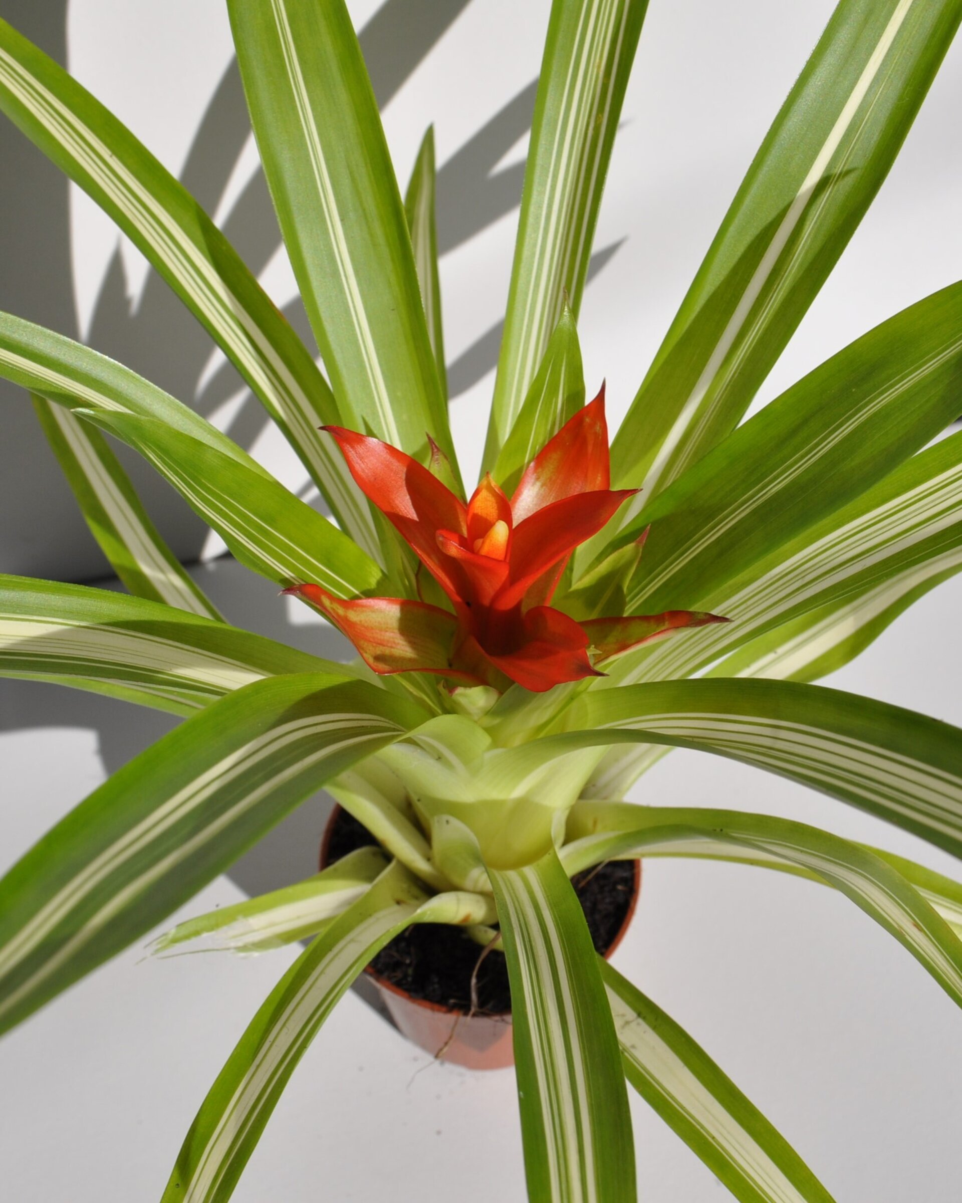 Guzmania 'Ice Cream' (mini) [en flor] - 4