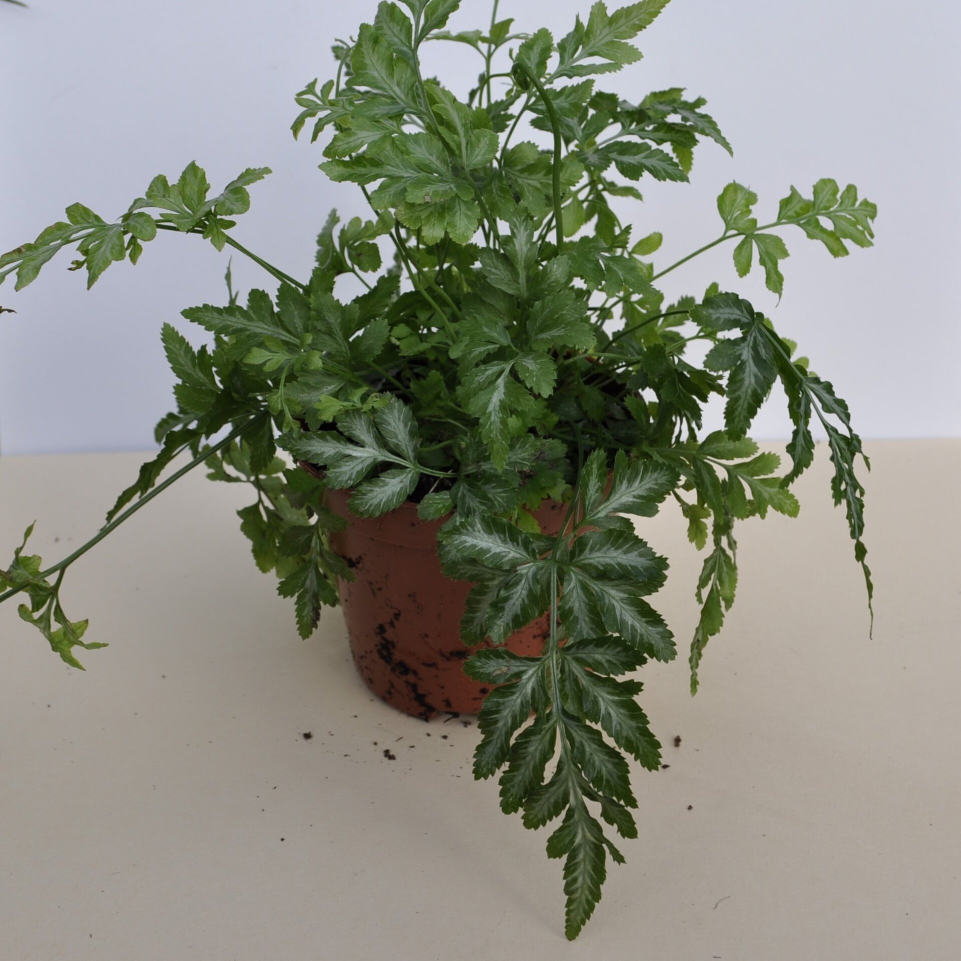 Pteris ensiformis Evergemiensis (helecho temblón) - 6