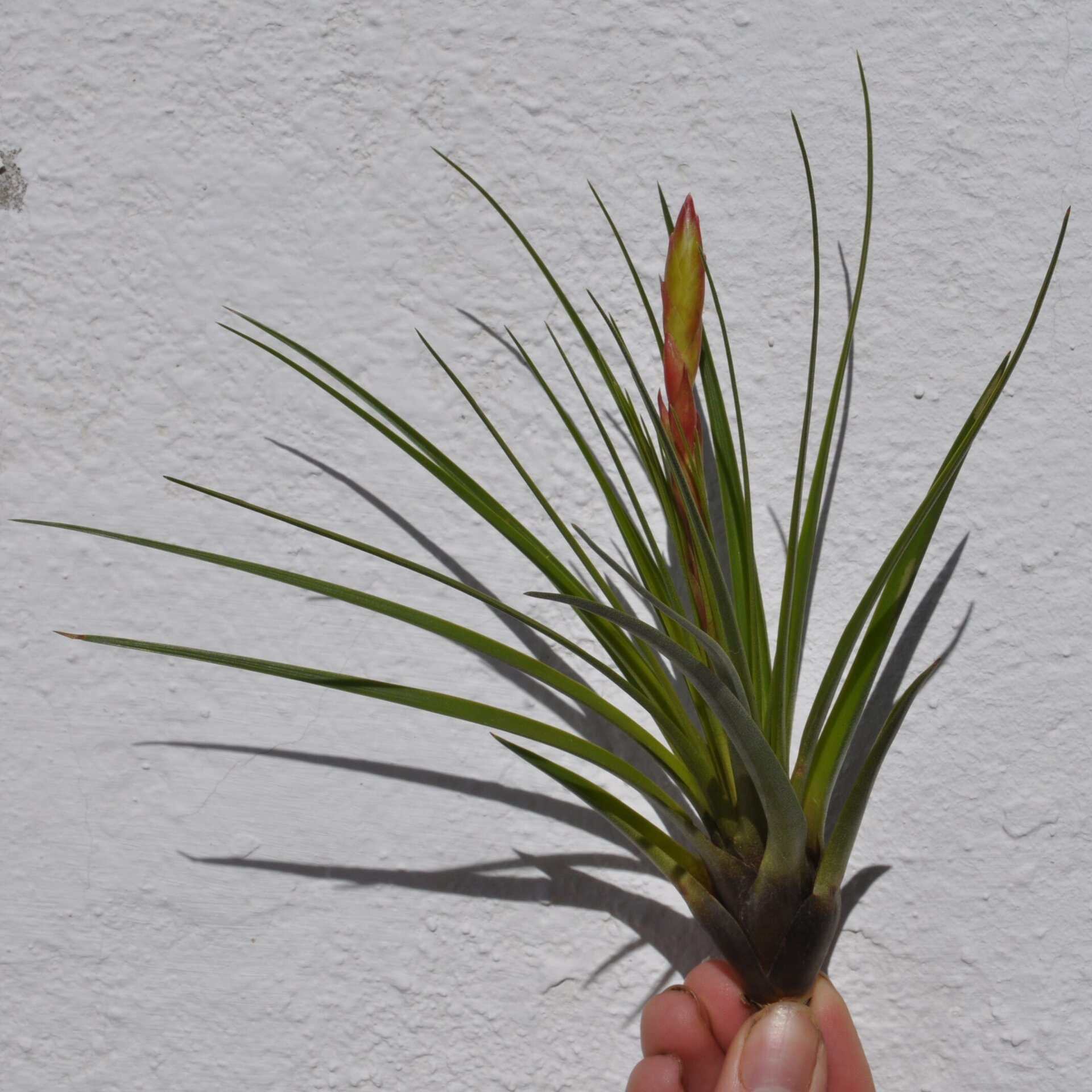 Tillandsia tricolor (medium) - 4