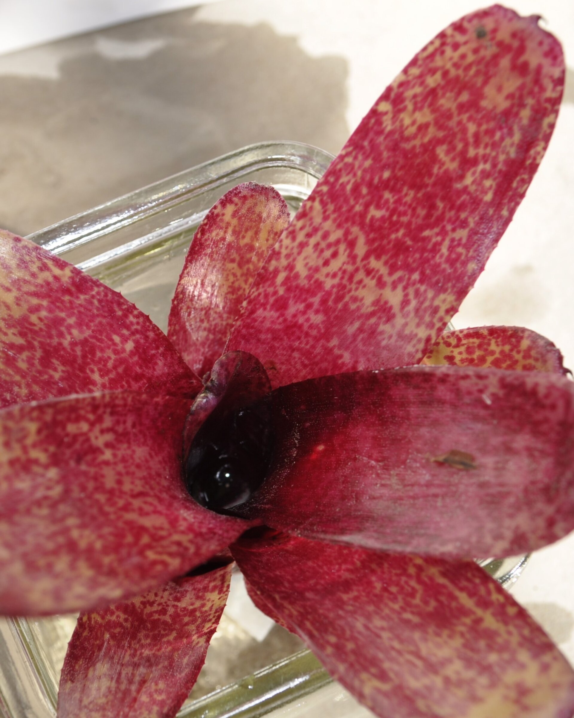 Neoregelia 'Red Waif' - 9