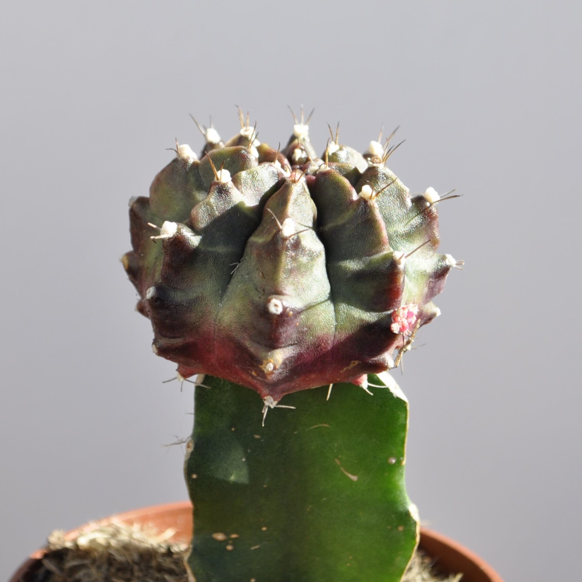 Gymnocalycium mihanovichii injertado - tricolor (verde-lila-rojo) - 4