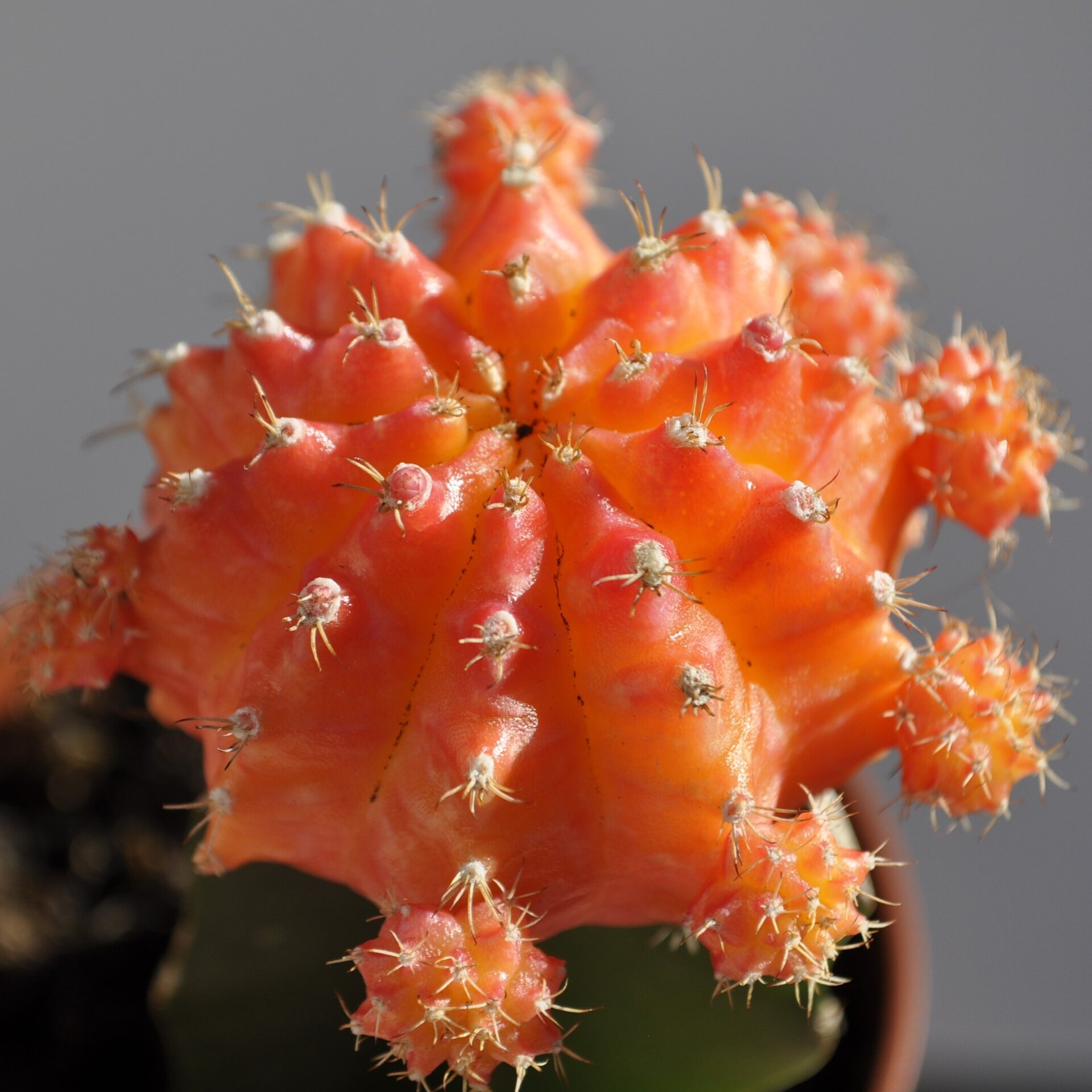 Gymnocalycium mihanovichii injertado - naranja - 6