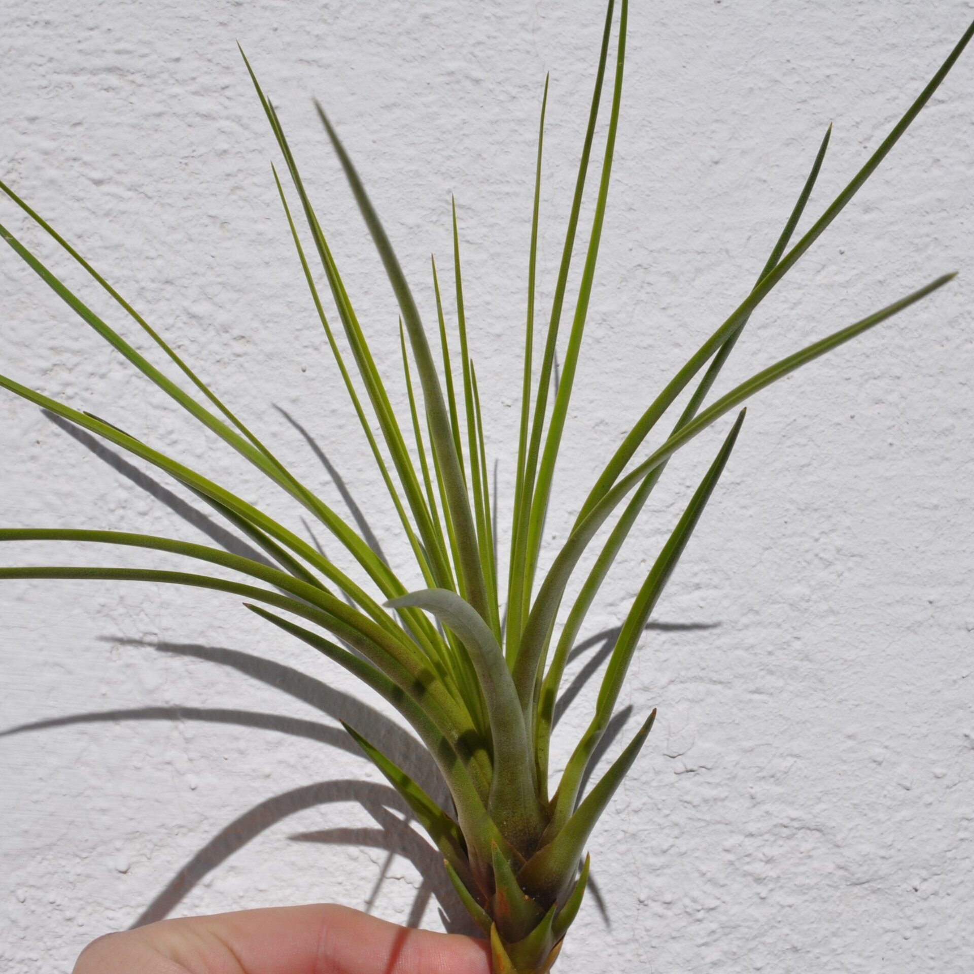 Tillandsia tricolor (medium) - 6
