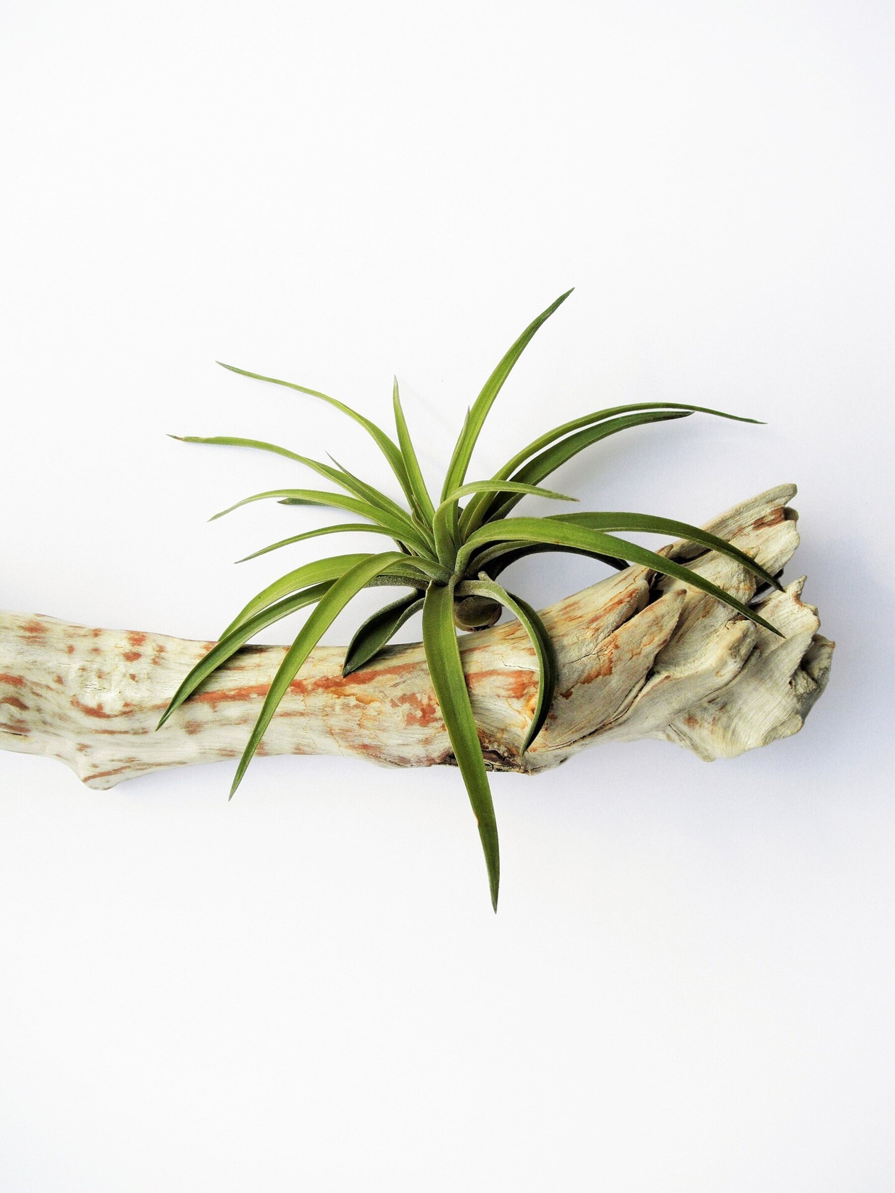 Plantas del aire (tilandsias)