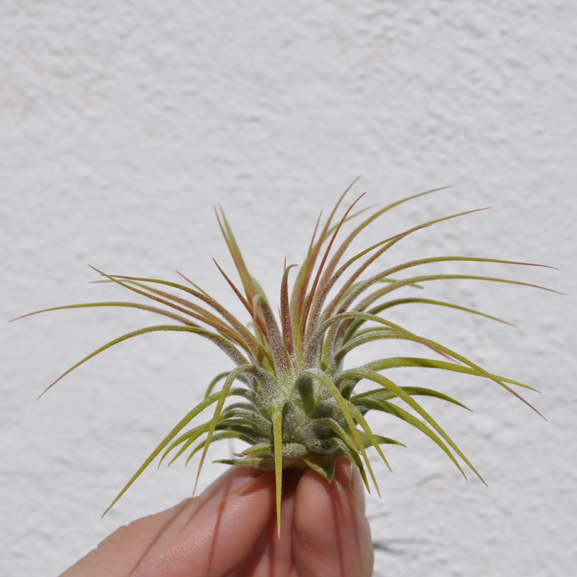 Tillandsia ionantha var. rubra - 4