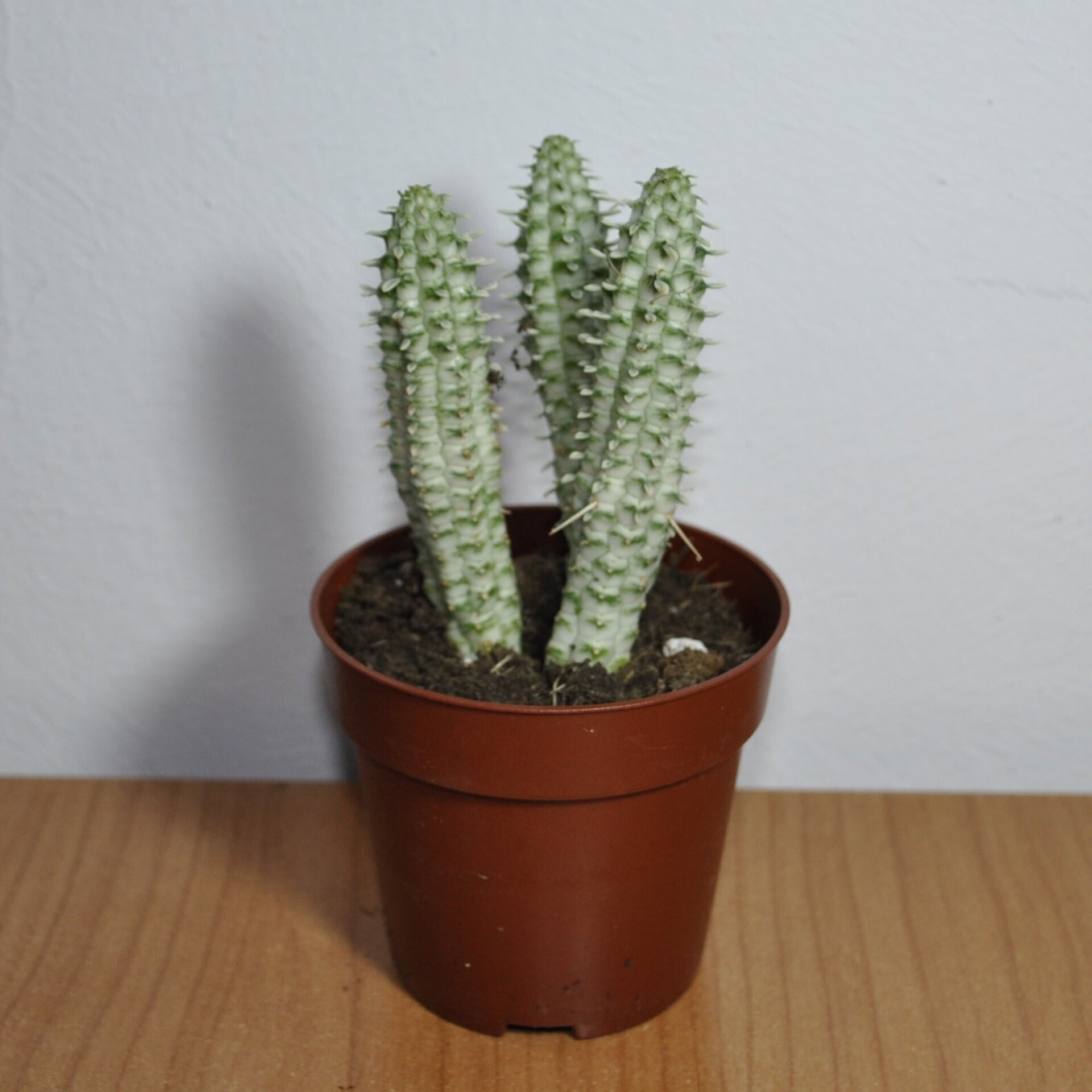 Euphorbia mammillaris Variegata (mazorca de maíz variegada) - 3