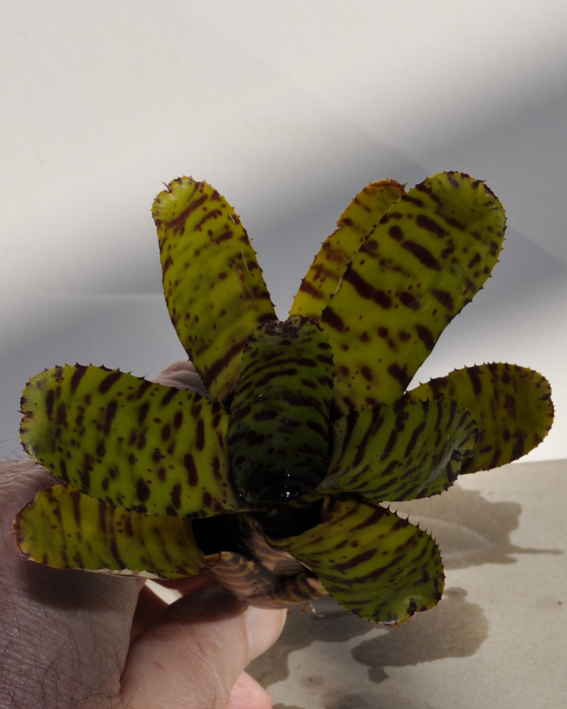 Neoregelia punctatissima - 8
