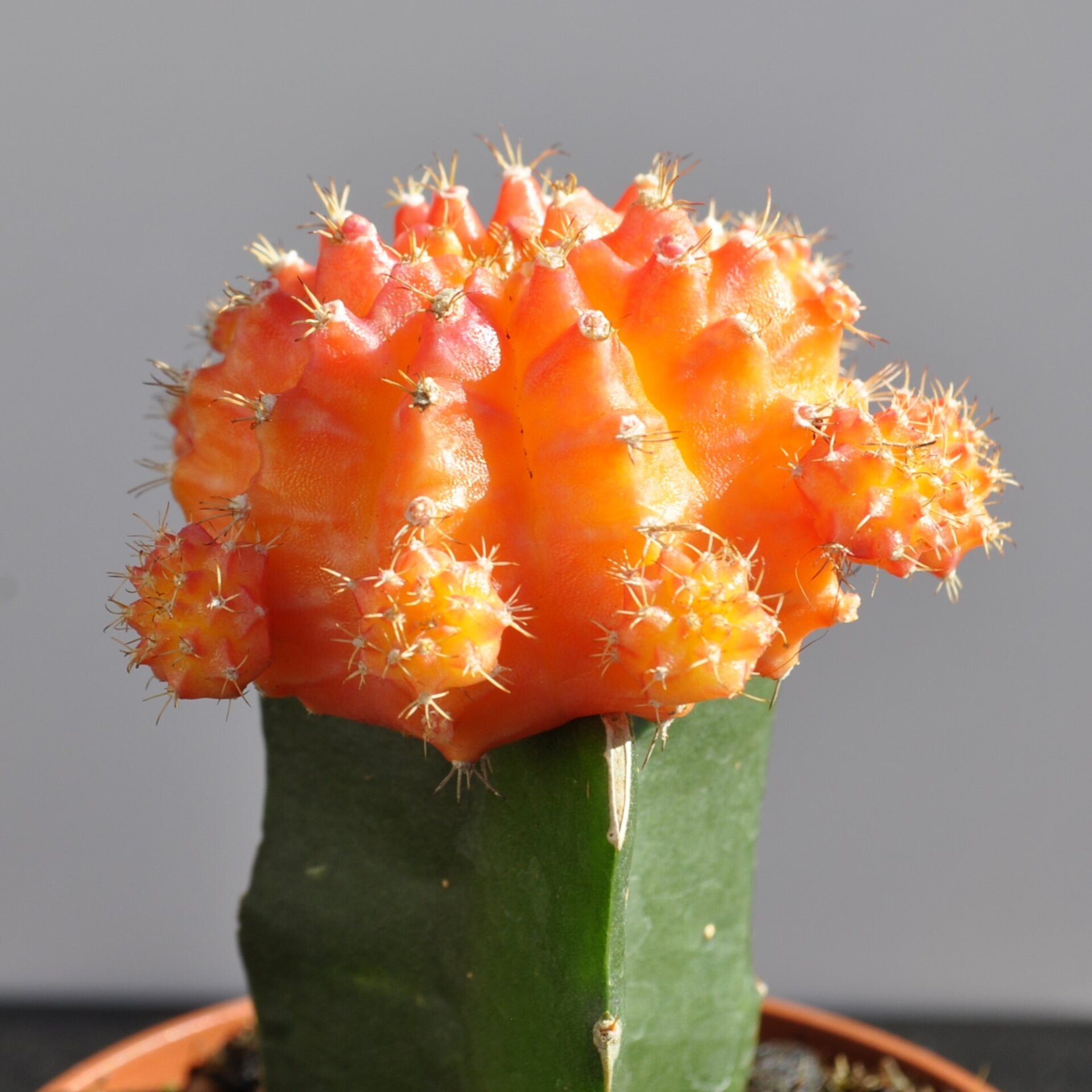 Gymnocalycium mihanovichii injertado - naranja - 10