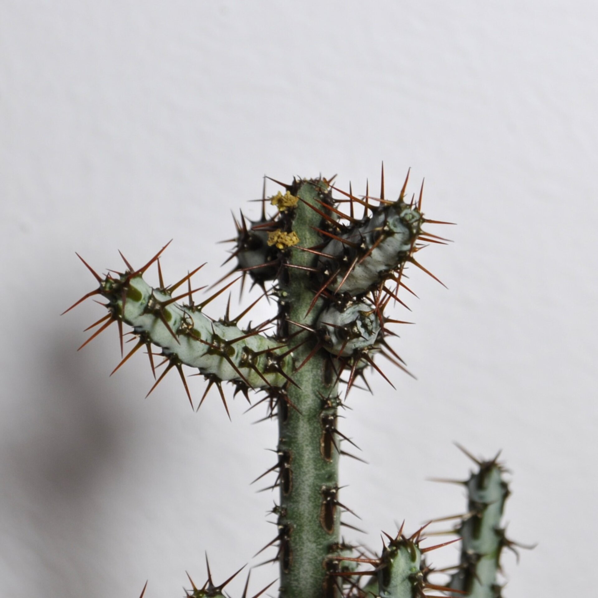 Euphorbia aeruginosa - 8