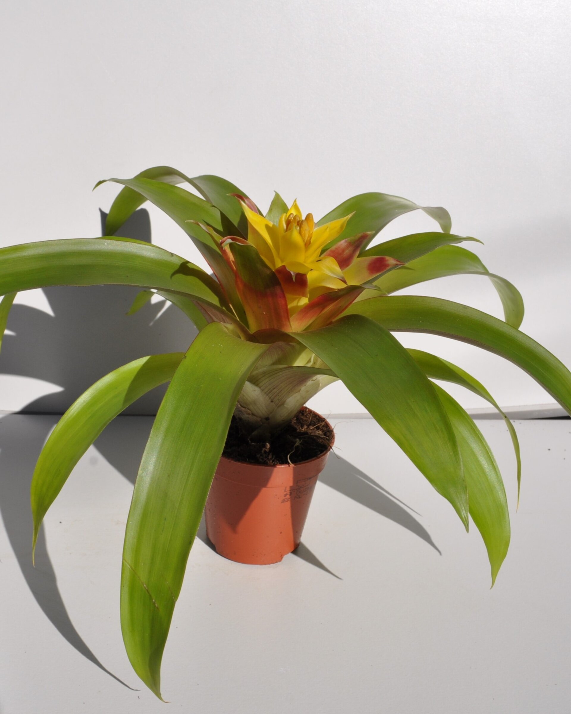 Guzmania 'Mia' (mini) [en flor] - 2