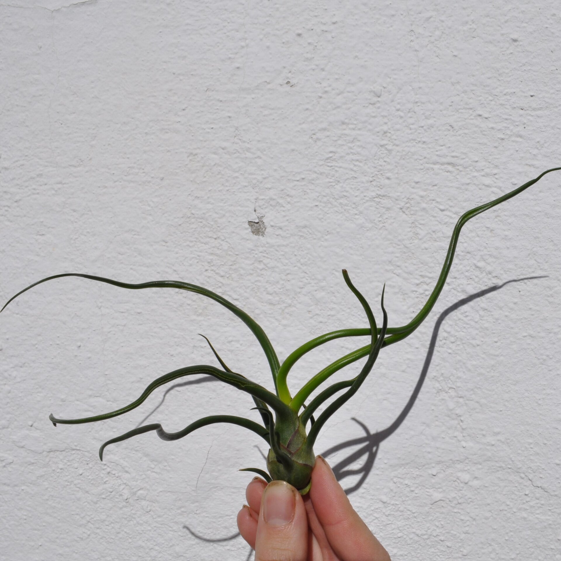 Tillandsia bulbosa - 5