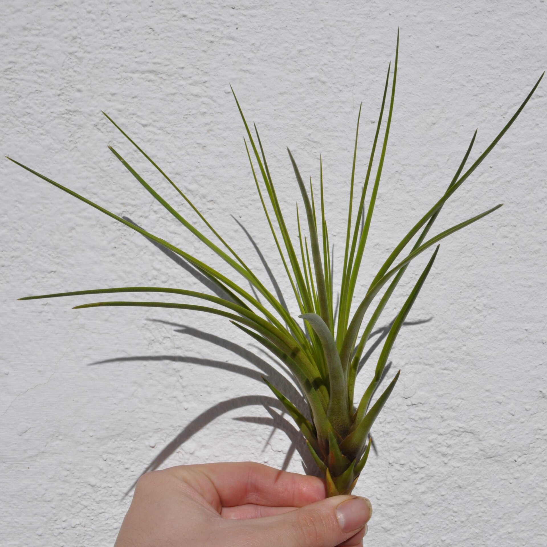 Tillandsia tricolor (medium) - 5